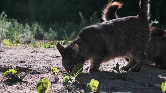 两只无家可归的猫在户外吃食物