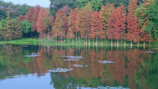 广州麓湖公园落羽杉山林湖景自然风光