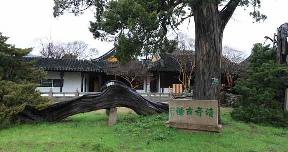 春天美丽汉柏典雅庭院