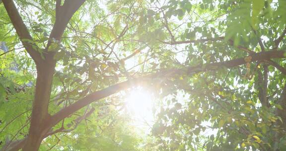 （8K实拍）逆光阳光树叶唯美空镜头意境