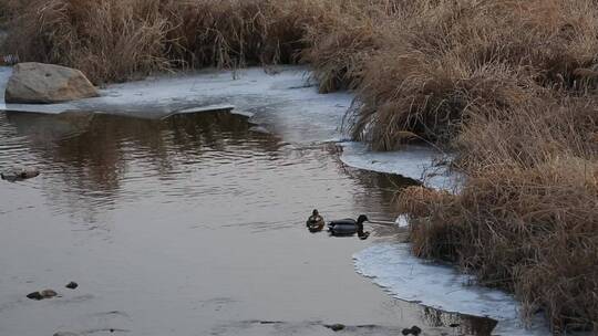 在冰水中游泳的野鸭