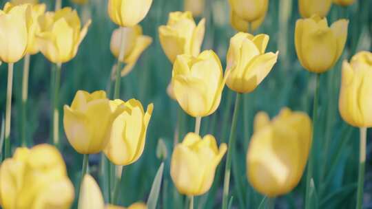 郁金香花园花朵特写实景，柳州园博园视频素材模板下载