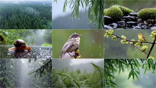 合集-雨水 惊蛰 谷雨 下雨意境