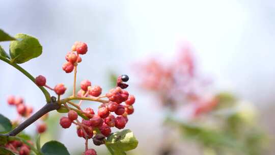 花椒采摘 花椒收获 花椒丰收 花椒大特写