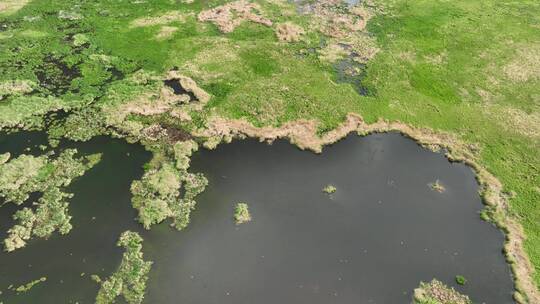 航拍湿地湖泊群鸟