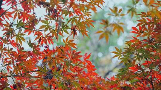 秋天树枝红叶
