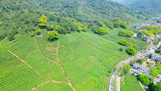 4k 航拍户外杭州高山茶园茶田自然风光