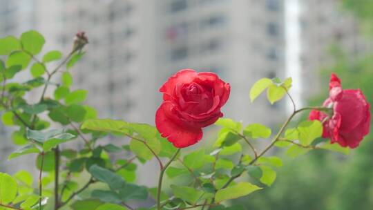 城市里的花——蔷薇