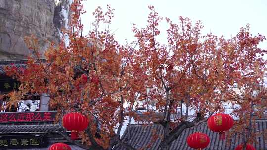 沕沕水生态风景区 枫叶 红 植物 茂密