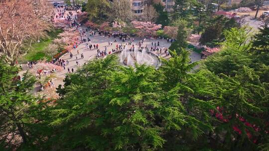 青岛春天青岛中山公园樱花