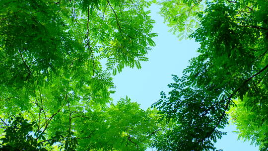 阳光树林 树荫视频素材模板下载
