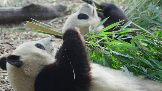 躺在地上懒洋洋吃竹子的大熊猫