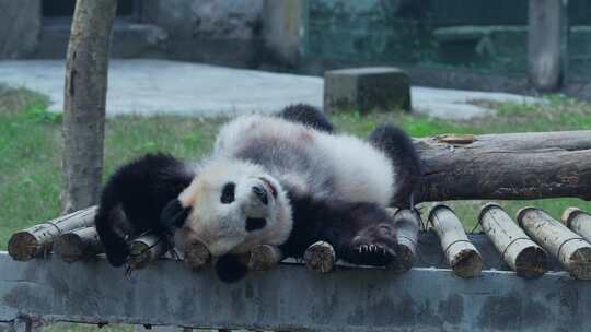 国宝大熊猫幼崽宝宝视频素材模板下载