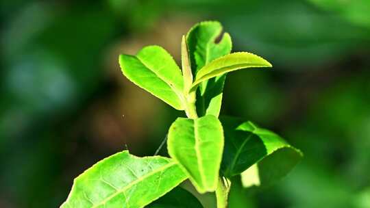 阳光下的茶园绿茶茶树叶子茶籽光影