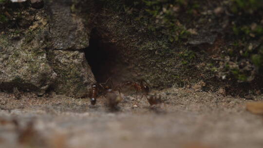 蚂蚁搬运食物特写镜头视频素材模板下载