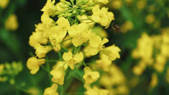 蜜蜂采摘油菜花粉视频素材模板下载