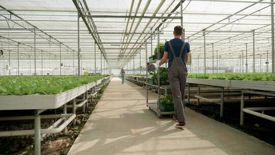 现代蔬菜种植技术温室中的农民