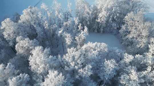 鸟瞰被树木覆盖的雪地