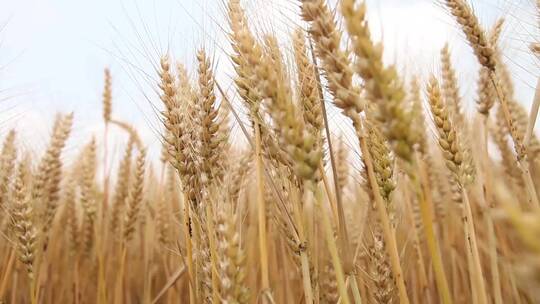 小麦农业麦田麦子麦穗农业农田丰收面食粮食