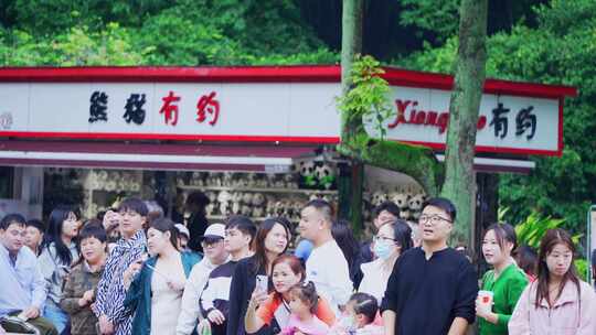 游客看熊猫