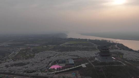 孤柏渡飞黄旅游区樱花园鲜花盛开