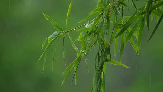 雨天竹叶空镜