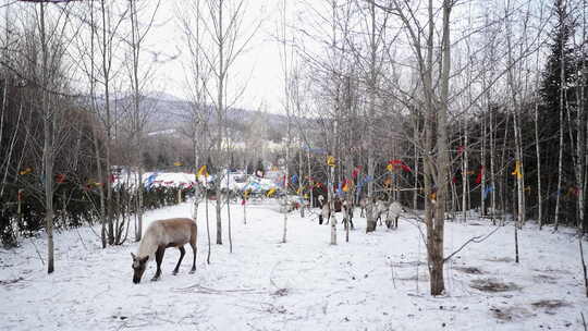 冬天的东北驯鹿部落踏雪