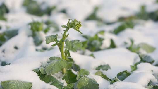 瑞雪兆丰年大雪覆盖农作物