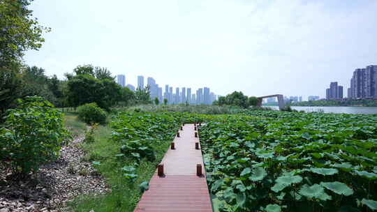 武汉江夏区汤逊湖壹号湿地公园