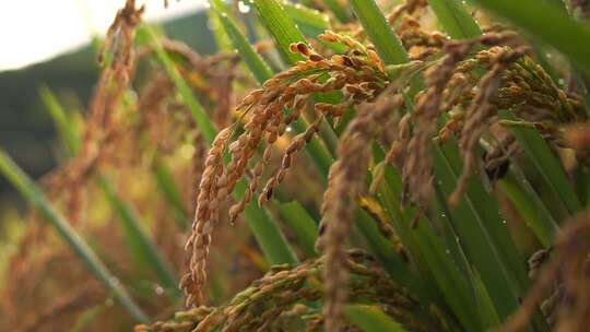 成熟稻穗特写素材