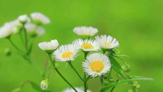 野花 小雏菊 白色小花 野外的花