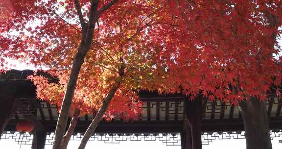 江苏苏州重元寺古风建筑旁色彩鲜艳的枫叶