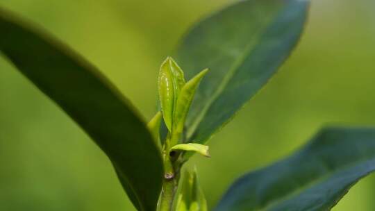 茶叶 茶 品茶 采茶制茶 茶山 摘茶