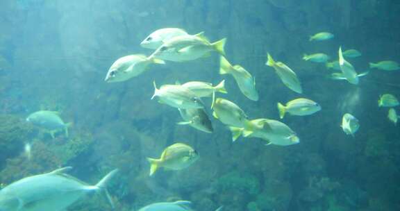 海洋生物 海鱼 海洋世界 连云港