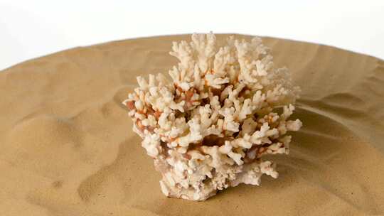 沙滩上的珊瑚，白色，旋转