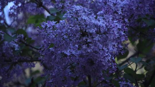 春天开放的紫丁香