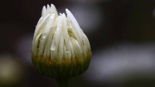 洋甘菊的花苞