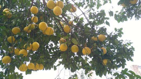 柚子树丰收果实