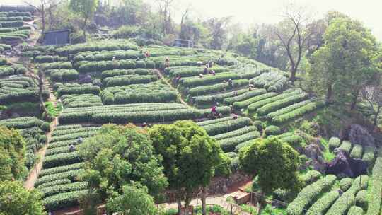 杭州翁家山春天茶园风景航拍