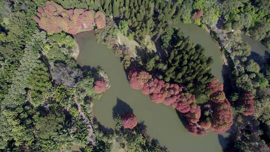 广州天河华南植物园水杉红杉落叶杉航拍视频素材模板下载