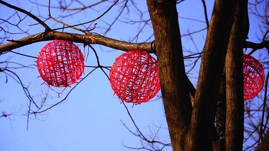 树枝  红色  装饰球  户外  白天  蓝天