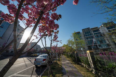 崂山海清路双樱花日景延时