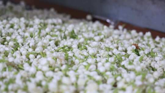 升格慢动作微距特写茉莉花与茉莉花茶制作