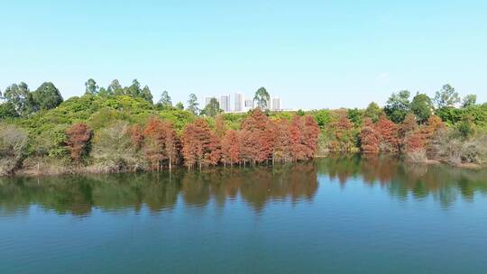 坪山区大山陂落羽杉