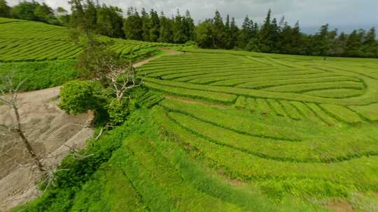 种植园，梯田，茶， Fpv