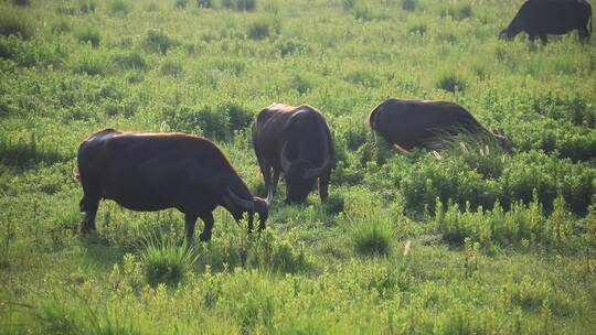 生态湿地草原上的牛