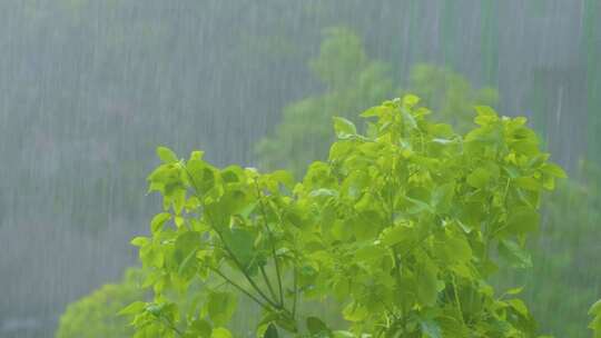 城市下暴雨倾盆大雨下雨天雨水雨滴植物树叶视频素材模板下载