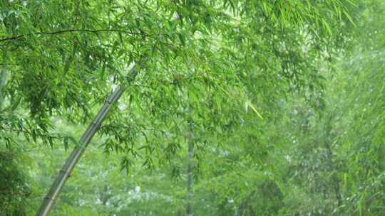 下雨天茂密的竹林枝叶繁茂生机勃勃的景象