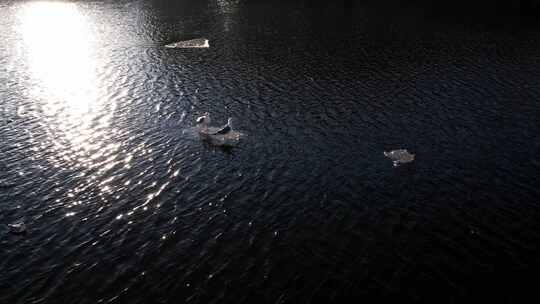 城市春季冰雪消融后的河面海鸥自然风光航拍