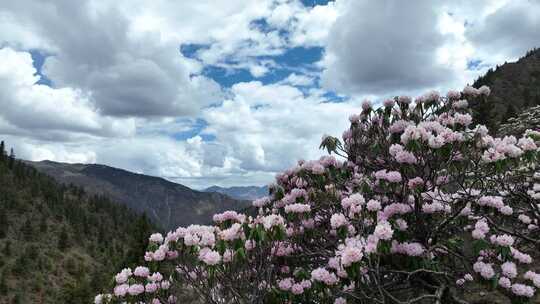 西藏高山杜鹃